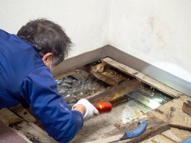 Mold Removal Process in Nevada, IA