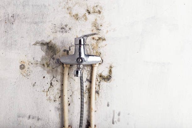 Best Mold Removal Process  in Nevada, IA
