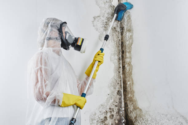 Best Toxic Mold Removal  in Nevada, IA