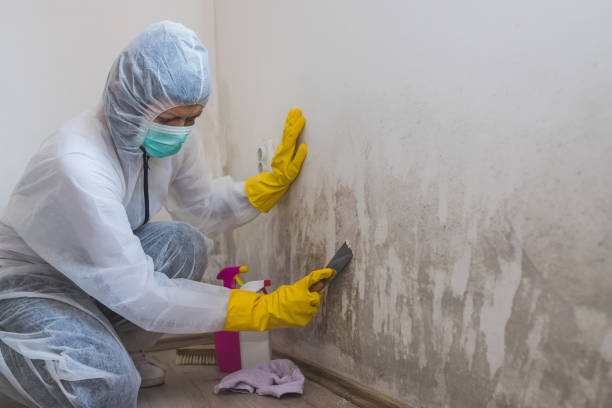 Best Crawl Space Mold Removal  in Nevada, IA