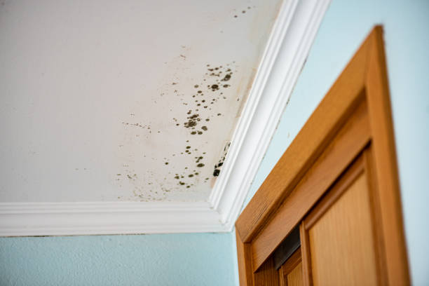 Best Mold Remediation  in Nevada, IA
