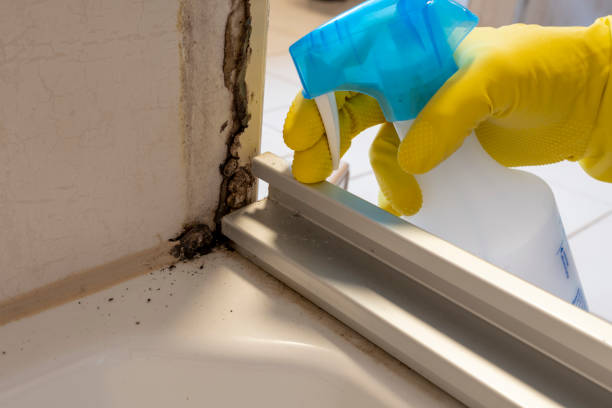 Best Emergency Mold Removal  in Nevada, IA