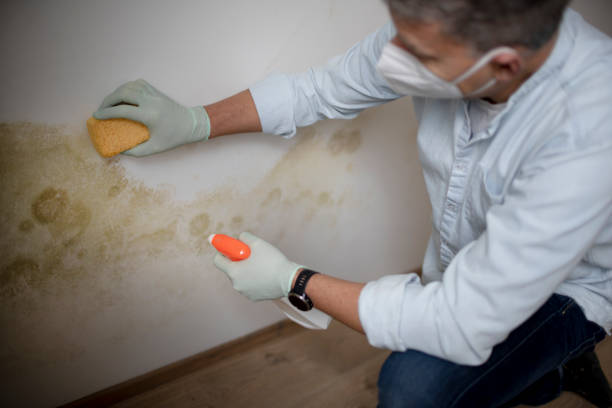 Best Black Mold Removal  in Nevada, IA