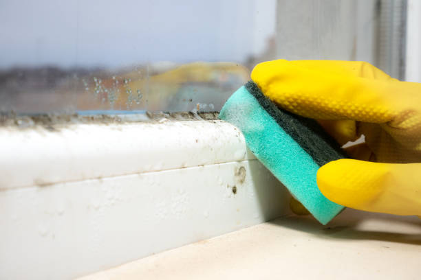 Nevada, IA Mold Removal Company