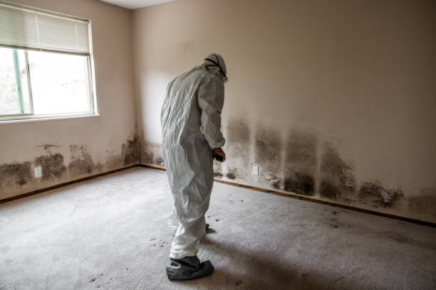 Best Same-Day Mold Removal  in Nevada, IA