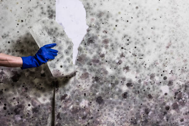 Water Damage Restoration in Nevada, IA