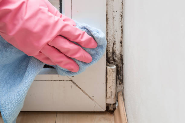 Trusted Nevada, IA Mold Removal Experts